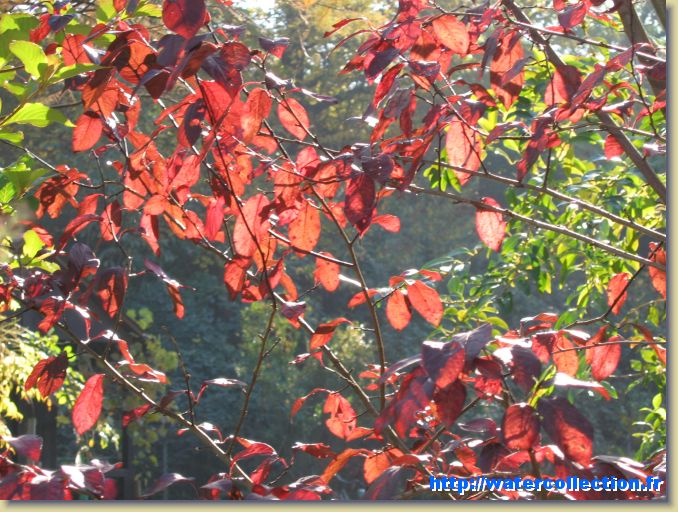 Diapositive suivante